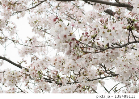 満開のソメイヨシノの桜の花 満開のソメイヨシノの桜の花 138499113