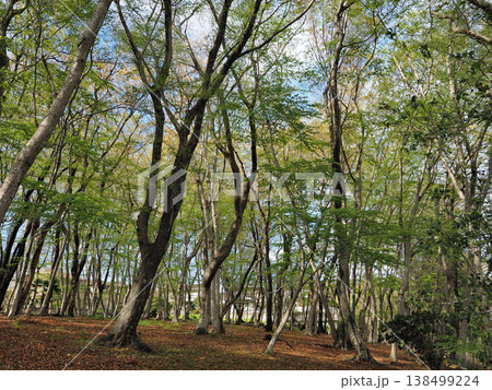 加曽利貝塚縄文遺跡公園 138499224