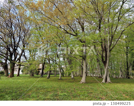 加曽利貝塚縄文遺跡公園 138499225