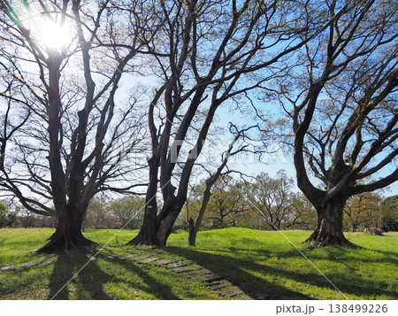 加曽利貝塚縄文遺跡公園 138499226