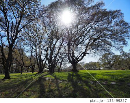 加曽利貝塚縄文遺跡公園 138499227