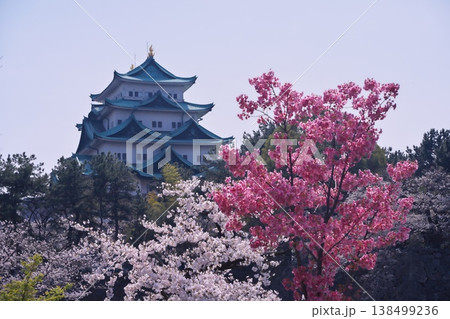 桜満開の名古屋城天守閣を外堀から望む 桜満開の名古屋城天守閣を外堀から望む 138499236