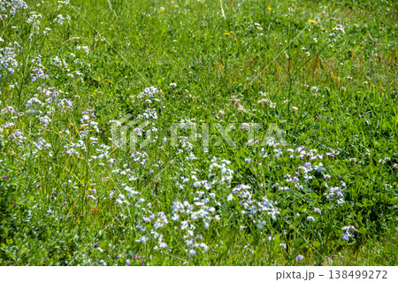 草原に生えるハマダイコンの花 138499272