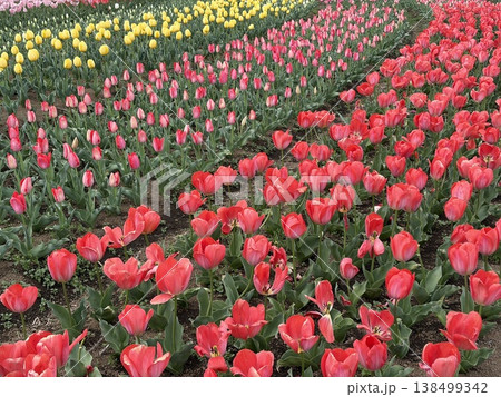 赤とピンクと黄色のチューリップが色鮮やかに咲き並ぶ花畑 138499342