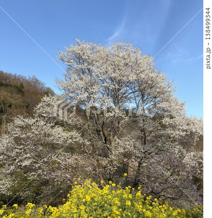 菜の花畑と満開の一本桜と山が重なる春の里山風景 菜の花畑と満開の一本桜と山が重なる春の里山風景 138499344