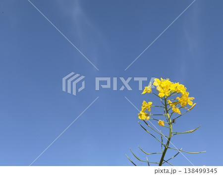 快晴の青空を背景に見上げた菜の花のアップ写真 快晴の青空を背景に見上げた菜の花のアップ写真 138499345