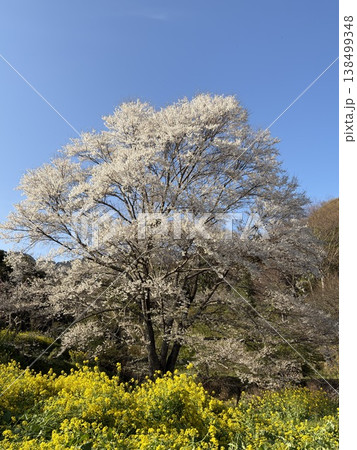 菜の花畑と満開の一本桜と山が重なる春の里山風景 138499348