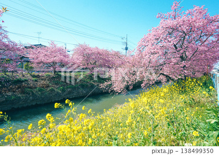 河津川沿いに咲く河津桜 河津川沿いに咲く河津桜 138499350