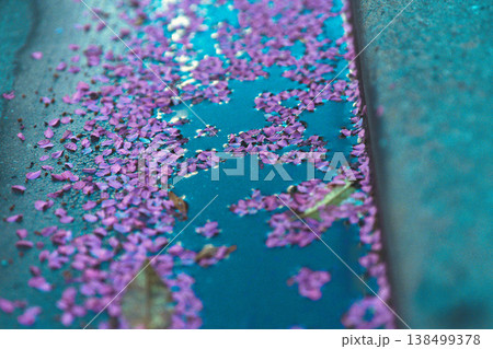 水面に浮かぶ桜の花びら 138499378
