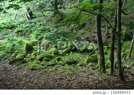 甲武信ヶ岳登山、長野、山梨、埼玉 138499431
