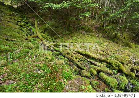 甲武信ヶ岳登山、長野、山梨、埼玉 138499471