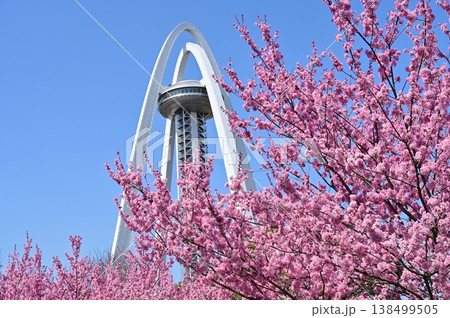 桜の木とツインアーチ138(愛知県一宮市) 桜の木とツインアーチ138(愛知県一宮市) 138499505