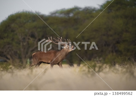 Male Red deer in La Pampa, Argentina, Parque Luro, Male Red deer in La Pampa, Argentina, Parque Luro, 138499562
