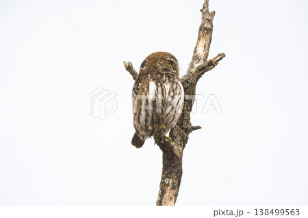 Ferruginous Pygmy owl, Glaucidium brasilianum, Calden forest, La Pampa Province, Patagonia, Argentina. 138499563