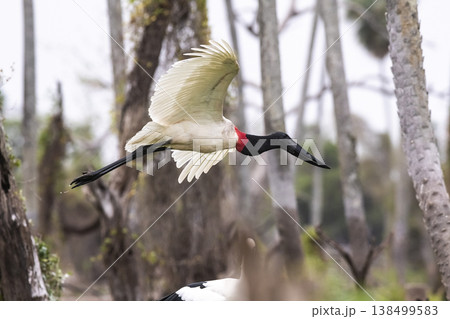 Jabiru Stork, in a marsh environment. 138499583