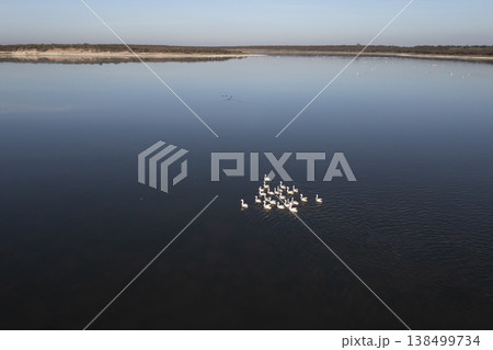 Countryside landscape with cows grazing, La Pampa, Argentina 138499734
