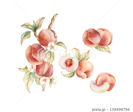 Pink Peaches Arrangement Set Summer Juicy Ripe Fruits. Watercolor hand drawn floral food illustration isolated on white background for home kitchen textile fresh print card cosmetic package crockery Pink Peaches Arrangement Set Summer Juicy Ripe Fruits. Watercolor hand drawn floral food illustration isolated on white background for home kitchen textile fresh print card cosmetic package crockery 138499794