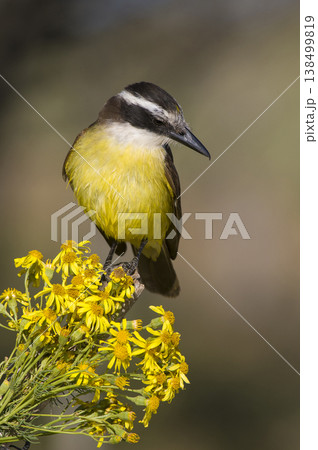 Great Kiskadee,  Pitangus sulphuratus, Calden forest, La Pampa, Argentina 138499819