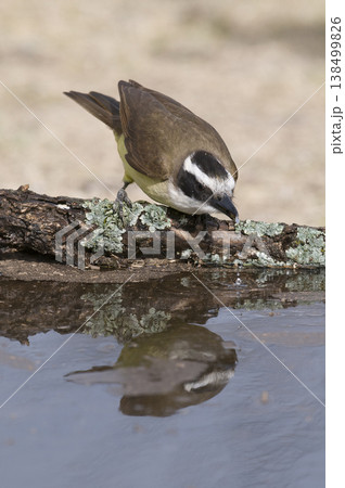 Great Kiskadee,  Pitangus sulphuratus, Calden forest, La Pampa, Argentina 138499826