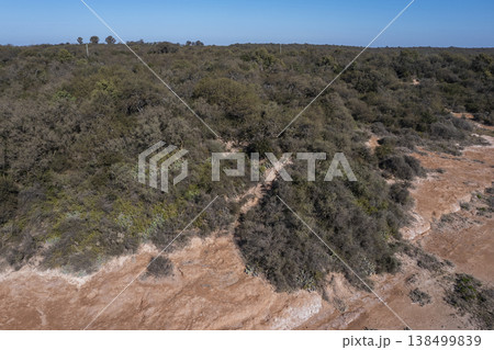 Pampas forest, Calden tree, Prosopis Caldenia, endemic species in La Pampa, Patagonia, Argentina Pampas forest, Calden tree, Prosopis Caldenia, endemic species in La Pampa, Patagonia, Argentina 138499839