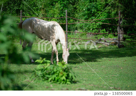 beautiful young creamello purebred akhalteke stallion walking at sunny morning 138500065