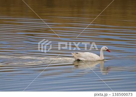 Coscoroba swans with chicks, La Pampa 138500073