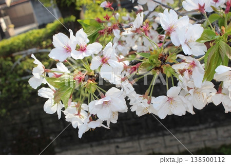 春の訪れ　青空の下　さくら　桜　サクラ 138500112