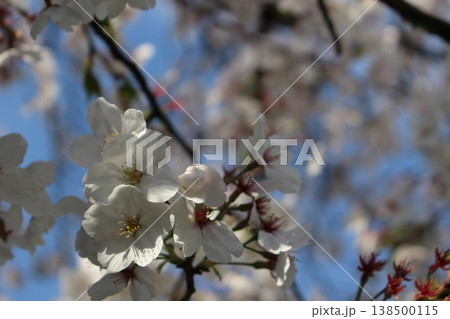 春の訪れ　青空の下　さくら　桜　サクラ 138500115