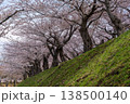 五稜郭公園の土塁に並ぶ古木の桜（北海道函館） 138500140