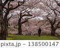 五稜郭公園の桜並木と散歩する人（北海道函館） 138500147