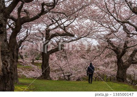五稜郭公園の桜並木と散歩する人（北海道函館） 138500147