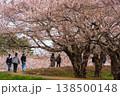 五稜郭公園の桜トンネルと遊歩道（北海道函館） 138500148