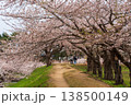 五稜郭公園の桜トンネルと遊歩道（北海道函館） 138500149