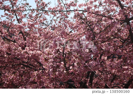 満開のピンク色の花びらの河津桜の木の風景 138500160