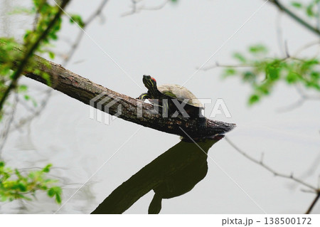 ミシシッピアカミミガメ 138500172