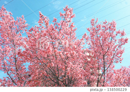 青空に映える満開の河津桜 青空に映える満開の河津桜 138500229