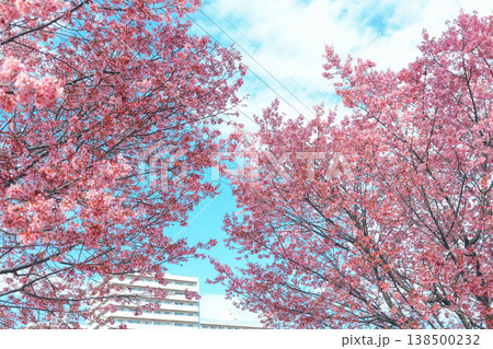 オカメ桜と青い空、白い雲 オカメ桜と青い空、白い雲 138500232
