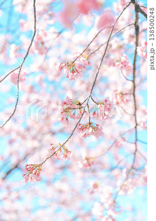 青空に映える河津桜 青空に映える河津桜 138500248