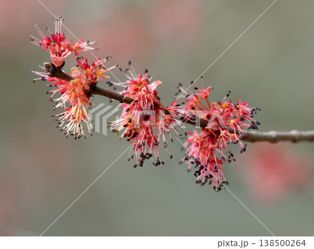 赤いギンヨウカエデの雄花 138500264