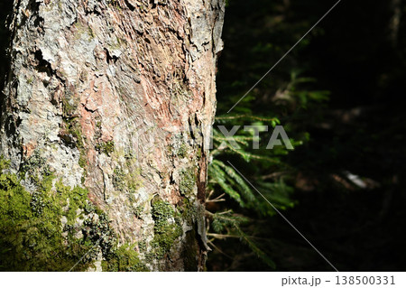 甲武信ヶ岳登山、長野、山梨、埼玉 甲武信ヶ岳登山、長野、山梨、埼玉 138500331