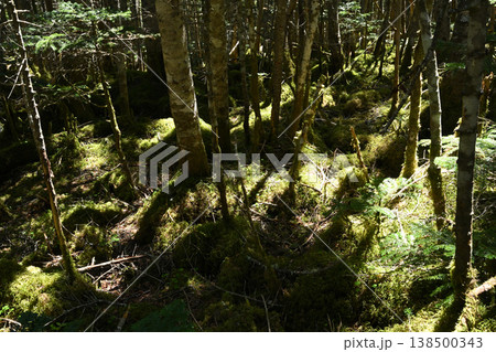 甲武信ヶ岳登山、長野、山梨、埼玉 138500343