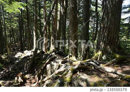甲武信ヶ岳登山、長野、山梨、埼玉 138500379