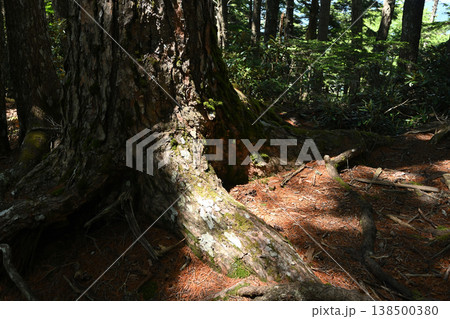 甲武信ヶ岳登山、長野、山梨、埼玉 138500380