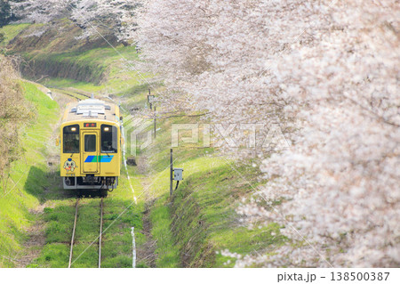 桜並木と「なのはな号」(平成筑豊鉄道) 桜並木と「なのはな号」(平成筑豊鉄道) 138500387