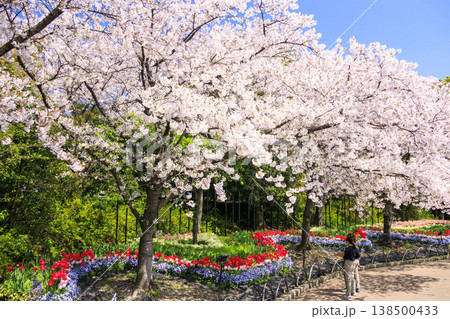 なばなの里 満開の桜とチューリップ なばなの里 満開の桜とチューリップ 138500433