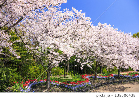 なばなの里　満開の桜とチューリップ 138500439