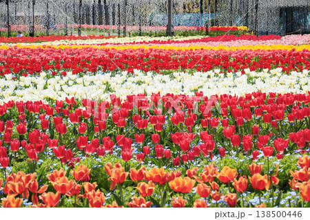 なばなの里　満開の桜とチューリップ 138500446