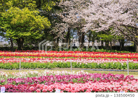 なばなの里 満開の桜とチューリップ なばなの里 満開の桜とチューリップ 138500450