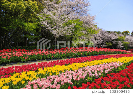 なばなの里　満開の桜とチューリップ 138500456