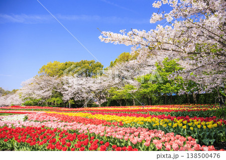 なばなの里　満開の桜とチューリップ 138500476